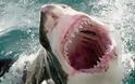 Οι καρχαρίες τρώνε συστηματικά τα τρόφιμα που απορρίπτουν οι άνθρωποι στον ωκεανό