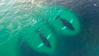 Drone κατέγραψε ένα κοπάδι από φάλαινες την ώρα που τρώνε με μανία [video] - Φωτογραφία 1