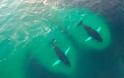 Drone κατέγραψε ένα κοπάδι από φάλαινες την ώρα που τρώνε με μανία [video]