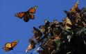 41 χρόνια από την ανακάλυψη του βουνού της πεταλούδας Μονάρχης [video]