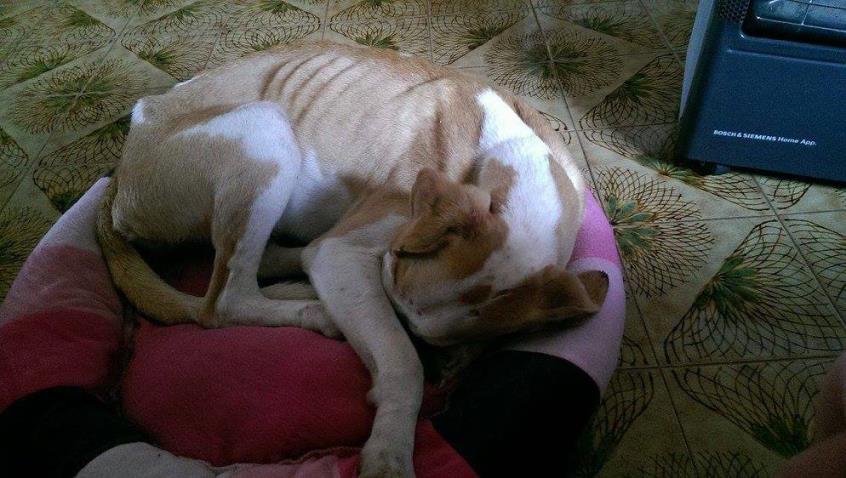 Κύπρος: Kυνηγοί χρησιμοποίησαν σκύλο ως στόχο και τον πυροβολούσαν - Φωτογραφία 2