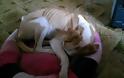 Κύπρος: Kυνηγοί χρησιμοποίησαν σκύλο ως στόχο και τον πυροβολούσαν - Φωτογραφία 2