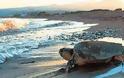 Χτυπημένη εντοπίστηκε στην παραλία Καραθώνας θαλάσσια χελώνα careta careta