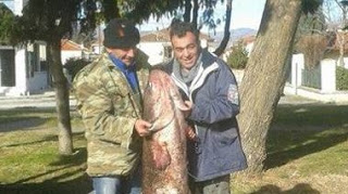 ΚΑΣΤΟΡΙΑ: Γουλιανό ΤΕΡΑΣ έπιασε ψαράς στο Μαυροχώρι [photos] - Φωτογραφία 1