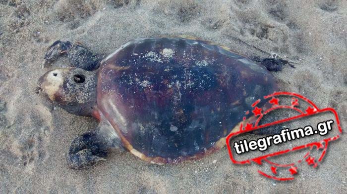 Τι συμβαίνει στον Θερμαϊκό Κόλπο; - Αλλη μια νεκρή χελώνα καρέτα καρέτα [photo] - Φωτογραφία 2