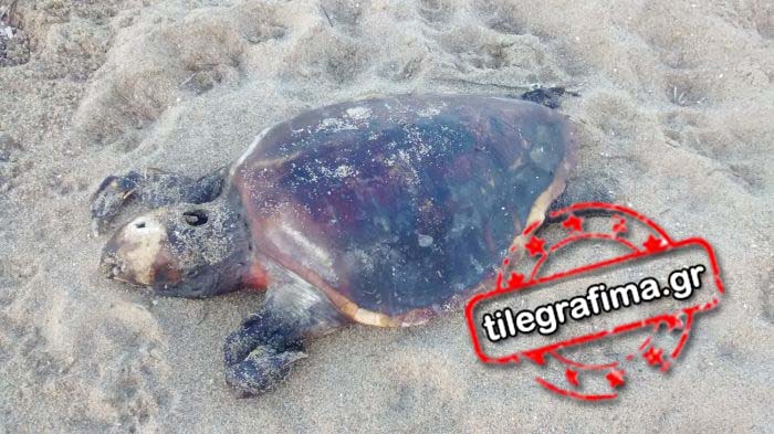 Τι συμβαίνει στον Θερμαϊκό Κόλπο; - Αλλη μια νεκρή χελώνα καρέτα καρέτα [photo] - Φωτογραφία 3