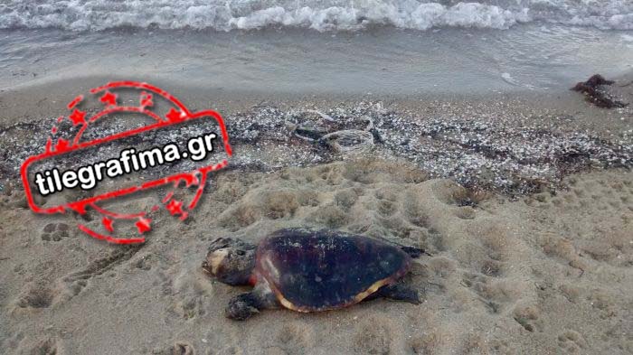 Τι συμβαίνει στον Θερμαϊκό Κόλπο; - Αλλη μια νεκρή χελώνα καρέτα καρέτα [photo] - Φωτογραφία 4