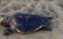 Τι συμβαίνει στον Θερμαϊκό Κόλπο; - Αλλη μια νεκρή χελώνα καρέτα καρέτα [photo] - Φωτογραφία 1