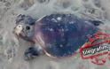 Τι συμβαίνει στον Θερμαϊκό Κόλπο; - Αλλη μια νεκρή χελώνα καρέτα καρέτα [photo] - Φωτογραφία 2