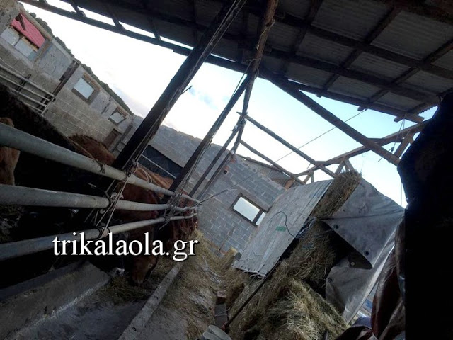 Τρίκαλα: Μεγάλες ζημιές από Ανεμοστρόβιλο σε κτηνοτροφική μονάδα - Φωτογραφία 5