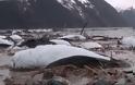 Μυστηριώδης θάνατος δεκάδων χιλιάδων θαλάσσιων πτηνών στην Αλάσκα