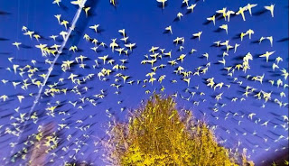 Τα σπάνια πουλιά της πόλης του Τόκιο. Πώς η ιαπωνική πρωτεύουσα πλημμύρισε από τροπικούς παπαγάλους - Φωτογραφία 1