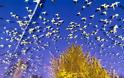 Τα σπάνια πουλιά της πόλης του Τόκιο. Πώς η ιαπωνική πρωτεύουσα πλημμύρισε από τροπικούς παπαγάλους