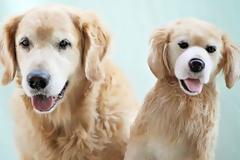 Εταιρεία φτιάχνει λούτρινα ζωάκια σαν τα… αληθινά!