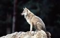 Το θαύμα της Φύσης: Πώς κατάφεραν 45 λύκοι να αλλάξουν ένα ολόκληρο οικοσύστημα [video]