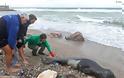 Μια τραυματισμένη φώκια ξεκουράζεται στις παραλίες στα νότια προάστια της Αττικής