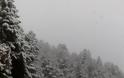 Νέες πανέμορφες εικόνες από την χιονισμένη Ορεινή Ναυπακτία [photos] - Φωτογραφία 4