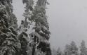Νέες πανέμορφες εικόνες από την χιονισμένη Ορεινή Ναυπακτία [photos] - Φωτογραφία 8