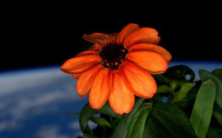 Γεγονός το πρώτο λουλούδι που άνθισε στο διάστημα! - Φωτογραφία 1
