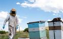 Κλοπές μελισσιών στην Εύβοια