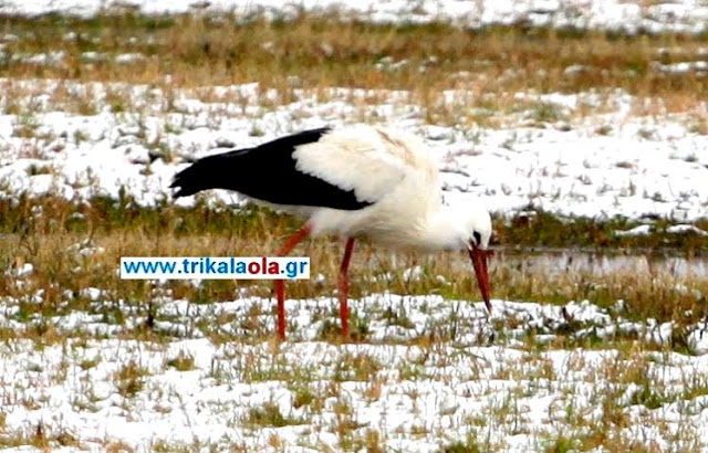 Απίστευτο! Ο πελαργός ήρθε μαζί με τα χιόνια στα Τρίκαλα [photos+video] - Φωτογραφία 3