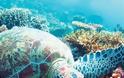 Περιβαλλοντική οργάνωση προειδοποιεί για «εξουθένωση» της Μεσογείου