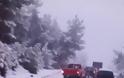 Λέσβος: Εγκλωβισμένοι στο χιόνι μετά από πολλά χρόνια μέσα στο δάσος - Δείτε τις απίστευτες φωτογραφίες