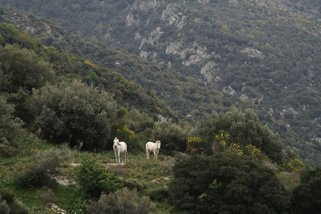 7814 - Το Άγιο Όρος στην Πολωνία με τον φακό των Sławek Chelis, Tomasz Mościcki και Tomasz Zygmont - Φωτογραφία 34