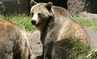 Ξυπνούν λόγω του ήπιου χειμώνα οι καφέ αρκούδες των Πυρηναίων - Φωτογραφία 1
