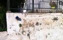 Λουτράκι: Επανατοποθέτησαν τα σκυλόσπιτα στο νεκροταφείο μετά τις αντιδράσεις - Φωτογραφία 3