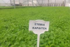 Στην Ελλάδα το πρώτο εργοστάσιο στέβιας στην Ευρώπη [photos]