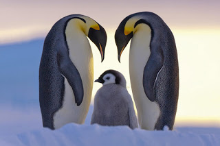 Όταν το Happy Feet ζωντανεύει... Δείτε απίθανες εικόνες με πιγκουίνους... [photos] - Φωτογραφία 1