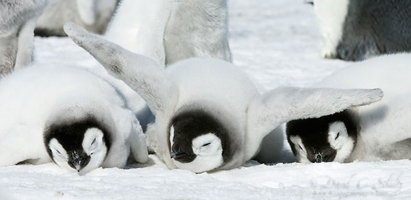Όταν το Happy Feet ζωντανεύει... Δείτε απίθανες εικόνες με πιγκουίνους... [photos] - Φωτογραφία 2