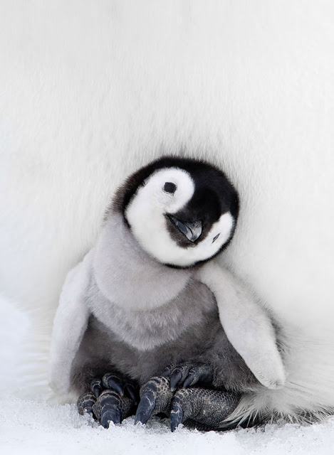 Όταν το Happy Feet ζωντανεύει... Δείτε απίθανες εικόνες με πιγκουίνους... [photos] - Φωτογραφία 3