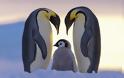 Όταν το Happy Feet ζωντανεύει... Δείτε απίθανες εικόνες με πιγκουίνους... [photos]