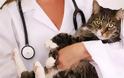 Μπορώ να κολλήσω γρίπη από τη γάτα μου;