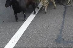 Έσκασαν μύτη... πρόβατα στο μπλόκο των αγροτών στην Εγνατία Οδό στην Κομοτηνή [photos]