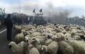 Έσκασαν μύτη... πρόβατα στο μπλόκο των αγροτών στην Εγνατία Οδό στην Κομοτηνή [photos] - Φωτογραφία 2