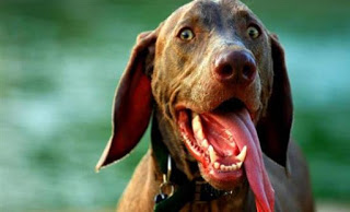 5 μύθοι για το στόμα του σκύλου σας - Φωτογραφία 1