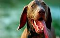 5 μύθοι για το στόμα του σκύλου σας