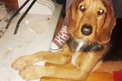 ΧΑΘΗΚΕ: Ας βοηθήσουμε όλοι να βρεθεί ο ΜΟΥΤΡΟΣ που χάθηκε στο Βόλο... [photos]