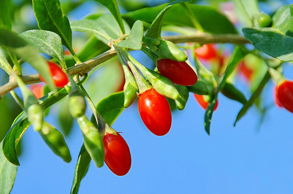 Θες να μείνεις για πάντα νέος; Βάλε τα “Vanity Foods” στο τραπέζι σου - Φωτογραφία 6