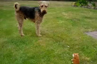 Σκύλος τσακώνεται με παιχνίδι που… γαβγίζει [video] - Φωτογραφία 1