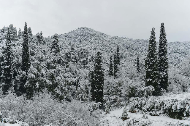7857 - Χειμώνας 2016 στο Χιλιανδάρι, με τον φακό του Μοναχού Μιλούτιν Χιλιανδαρινού - Φωτογραφία 4