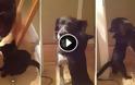 Ο σκύλος έλειπε από το σπίτι για δέκα μέρες - Όταν η γάτα τον ξαναείδε… απίστευτο! [video]