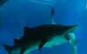 Καρχαρίες... κανίβαλοι σε ζωολογικό πάρκο της Σεούλ [video]