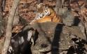 Τα 'έσπασαν' ο τράγος και η τίγρης που ζούσαν αρμονικά σε πάρκο της Ρωσίας