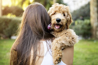 14 τρόποι να γίνει το σκυλί σου χαρούμενο - Φωτογραφία 1