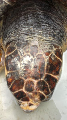 Φθιώτιδα: Μπράβο σε όσους βοήθησαν να σωθεί η τραυματισμένη χελώνα careta- careta - Φωτογραφία 2