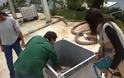 Φθιώτιδα: Μπράβο σε όσους βοήθησαν να σωθεί η τραυματισμένη χελώνα careta- careta